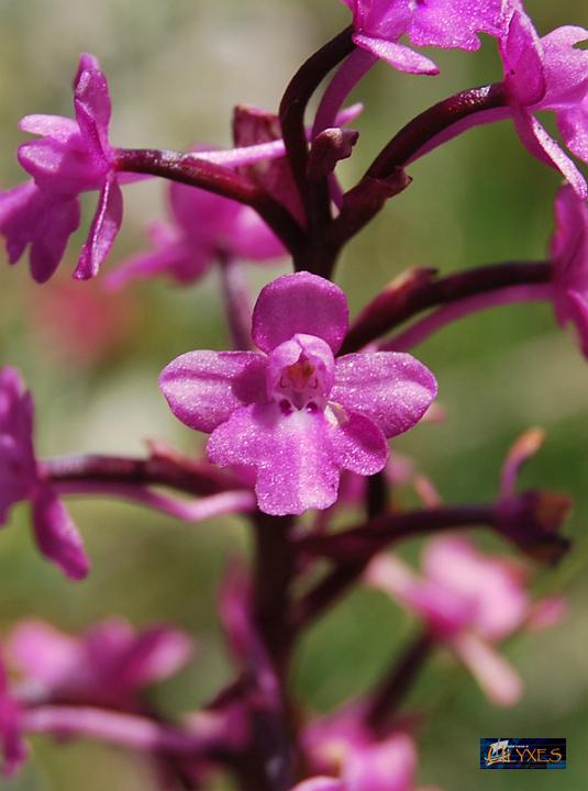 orchis  quadripunctata.JPG